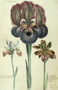 虹膜susiana主要和虹膜bisantina angustifolia 作者 格奥尔格·狄奥尼修斯·埃雷特